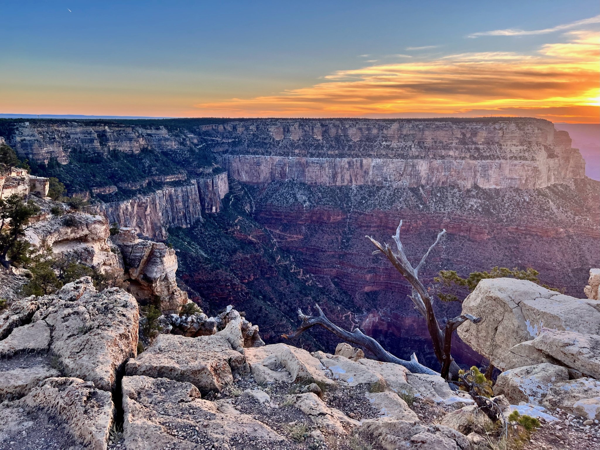 View of canyon walls with shrubs and shrubby trees with a trail in the distance going down, with rocky outcrop and barren tree in the foreground.