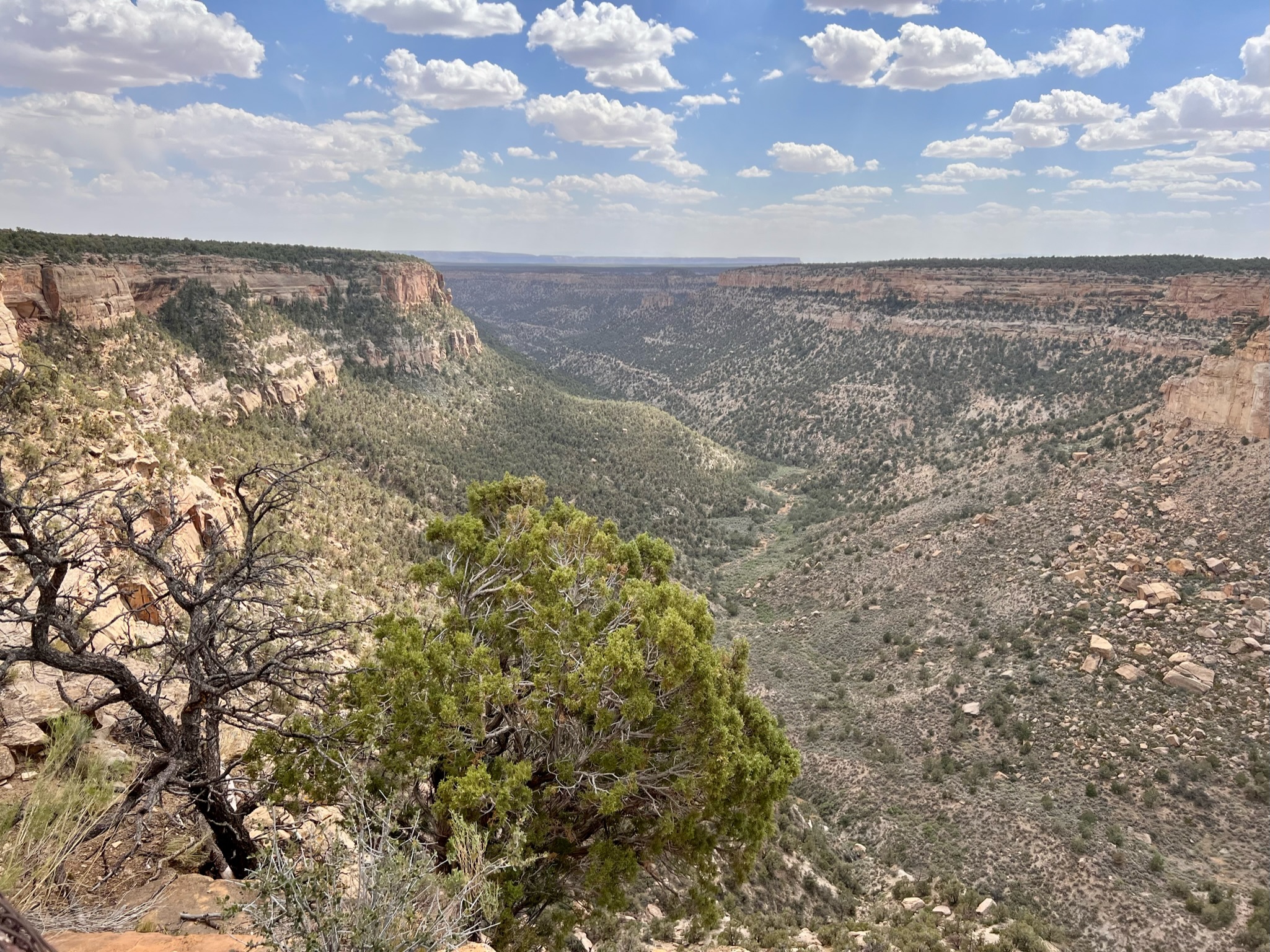 Valley of green desert plants, shrubs and trees with beige canyon walls and the top sides look like green table tops.