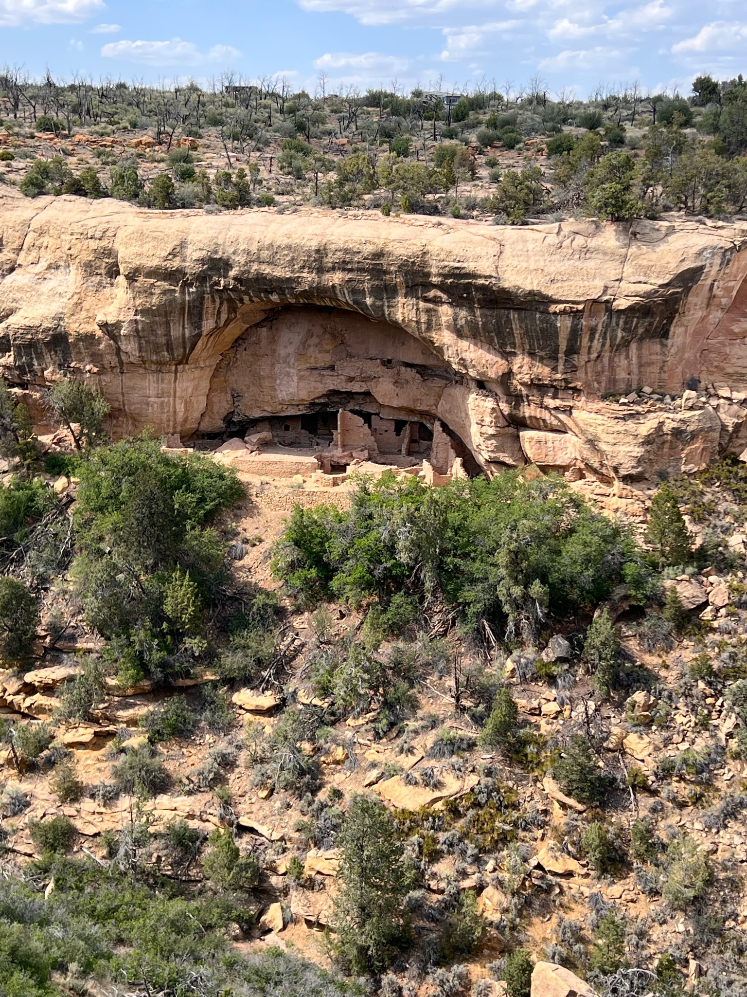 Ancient cliff dwellings with masonry on the side of a cliff wall with desert shrubs all around.