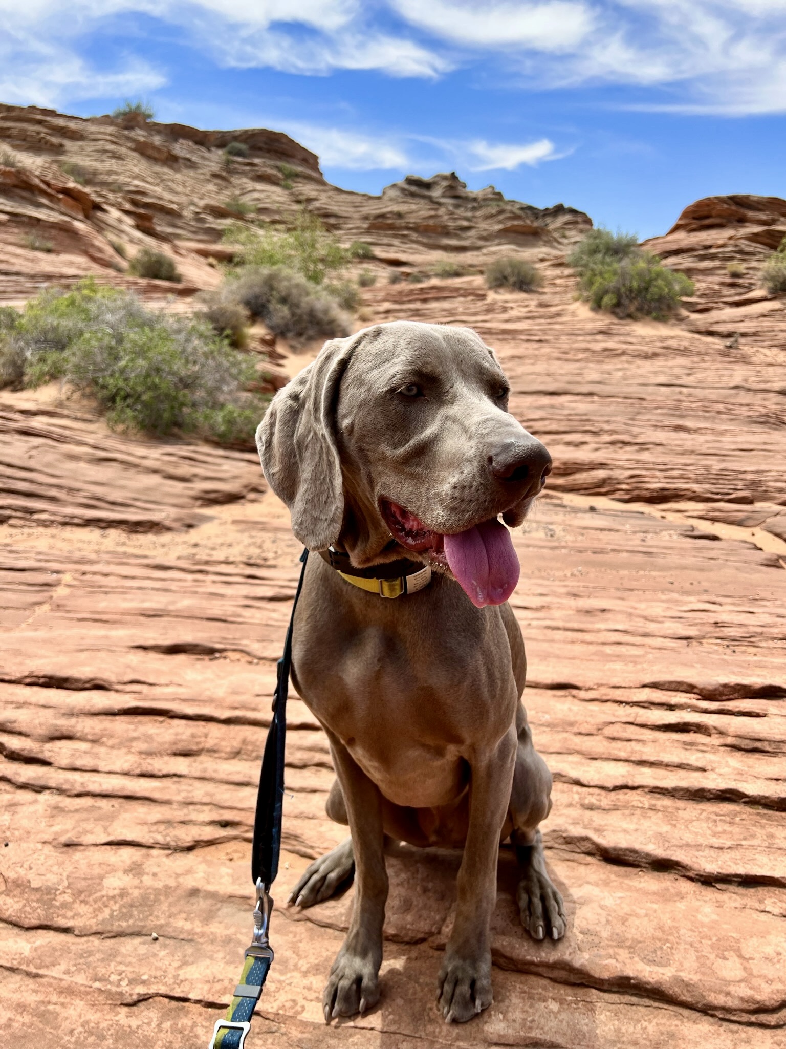 Dog standing on flowing red rocks and canyon walls, tied to a lead with tongue hanging.