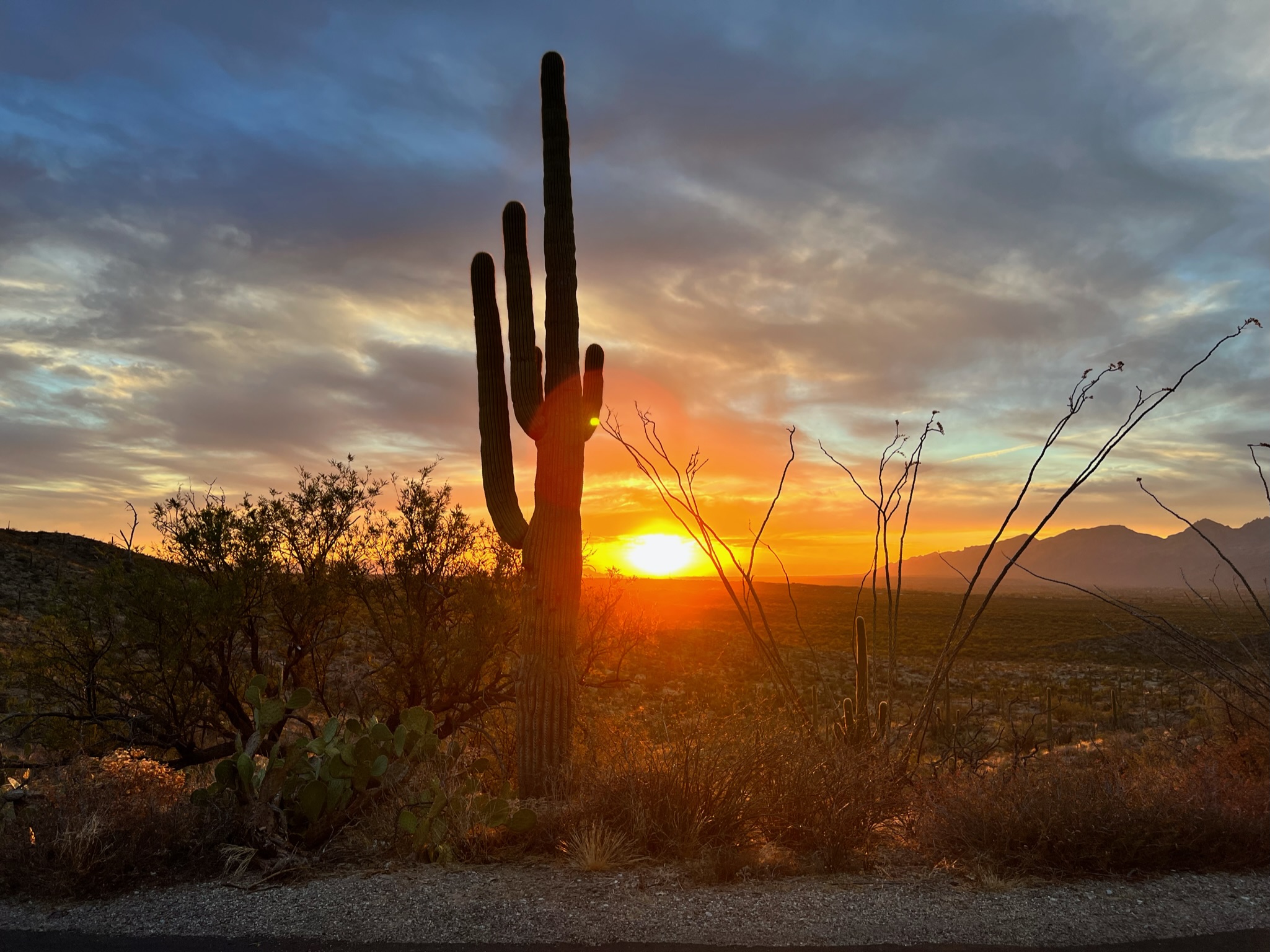 Saguaro and other desert shrubs with arid desert landscape and sunset in the background.