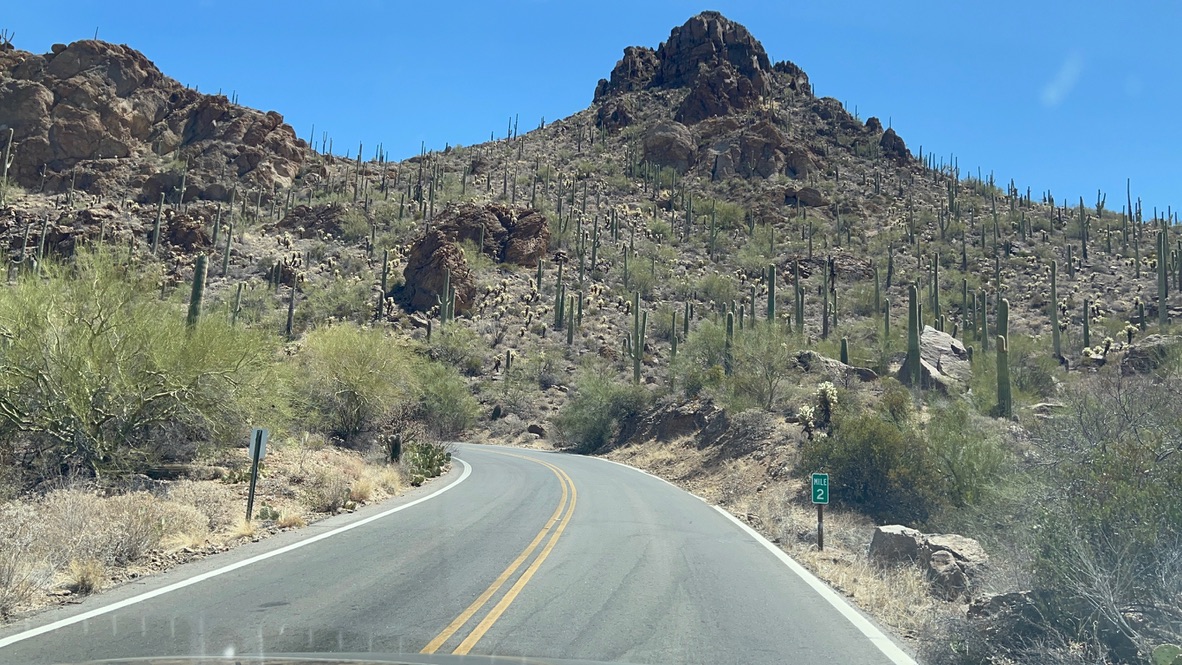 Road curving around rocky hills with tons of Saguaros and other desert vegetation growing on them.