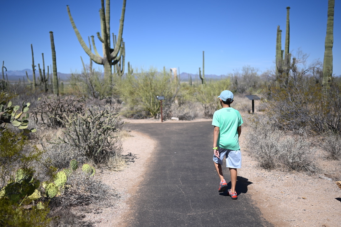 Boy in cap walking away on a paved path in Saguaro National Park with lots of saguaros, desert cacti and shrubs all around