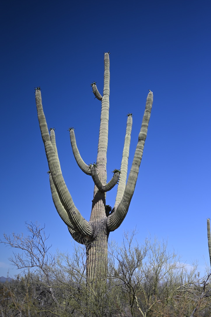 Tall saguaro with lots of branches and short shrubby trees without leaves underneath