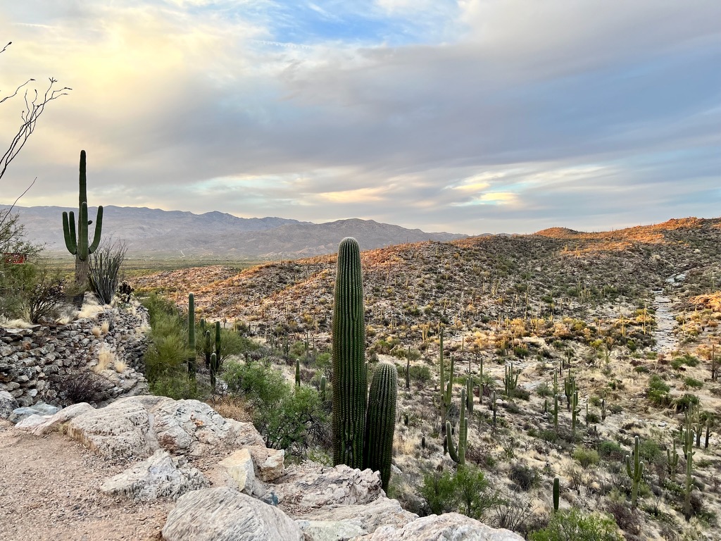 Hills with Saguaros across them and mountains in the background