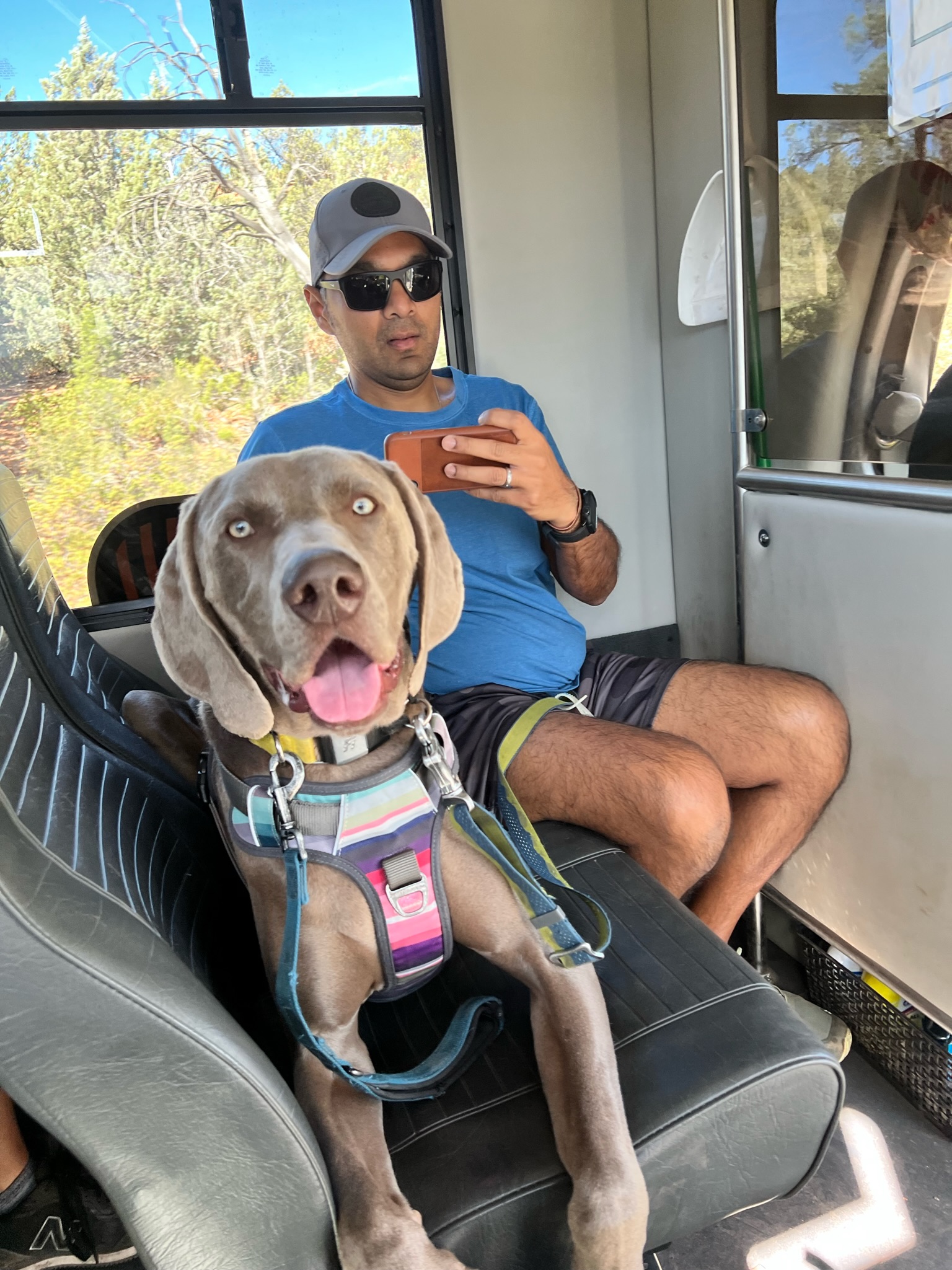 Grey Weimaraner pointer dog sitting on a bus or van seat, with a seated man looking at a phone behind it.