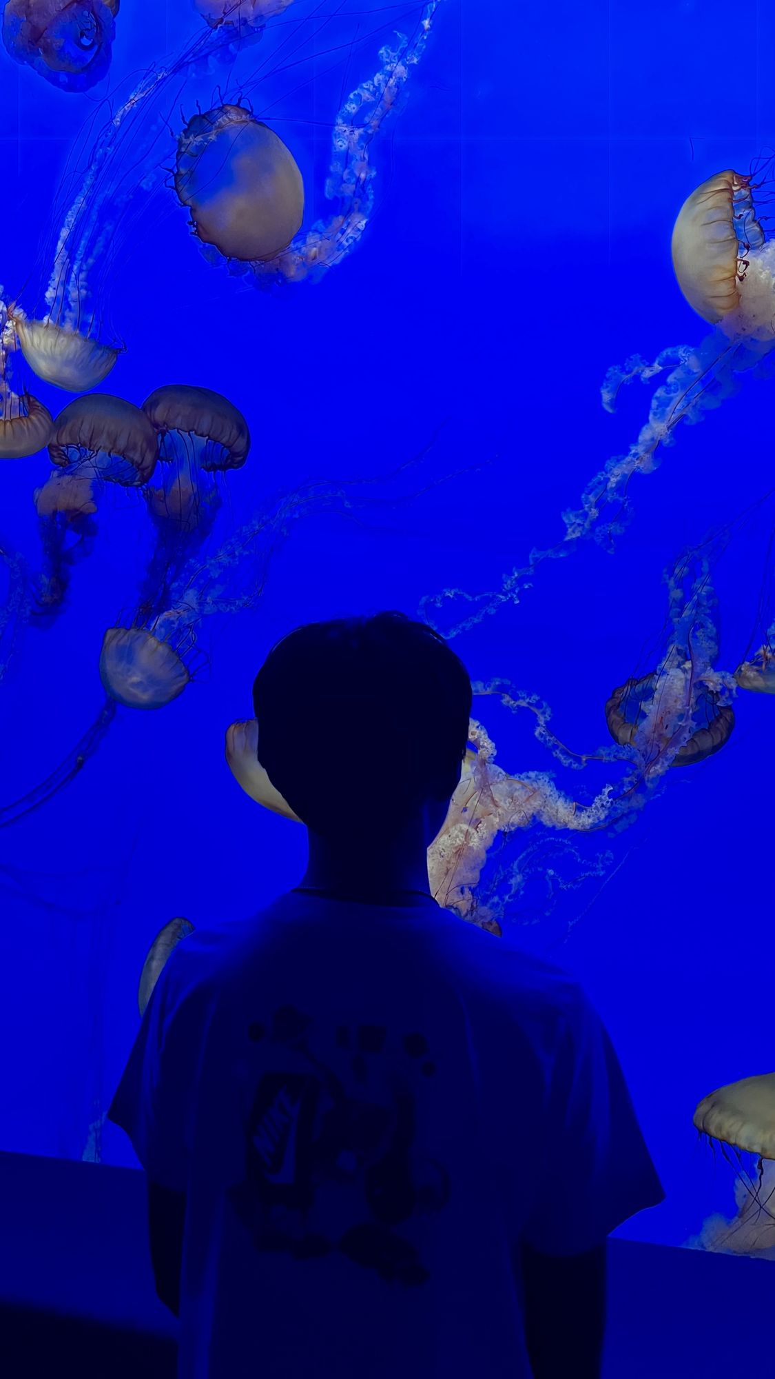 Our son silhouetted against a glowing blue tank full of drifting jellyfish.