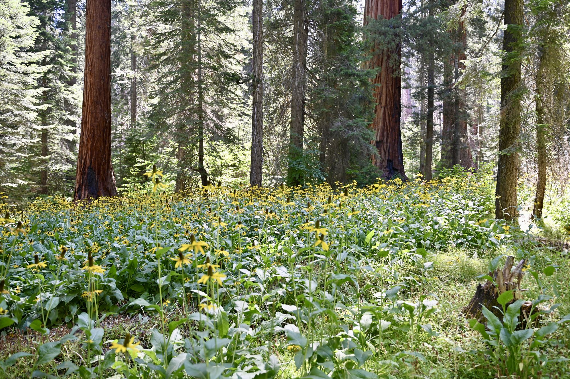 A meadow of yellow wildflowers beneath tall, red-barked sequoias and pines.