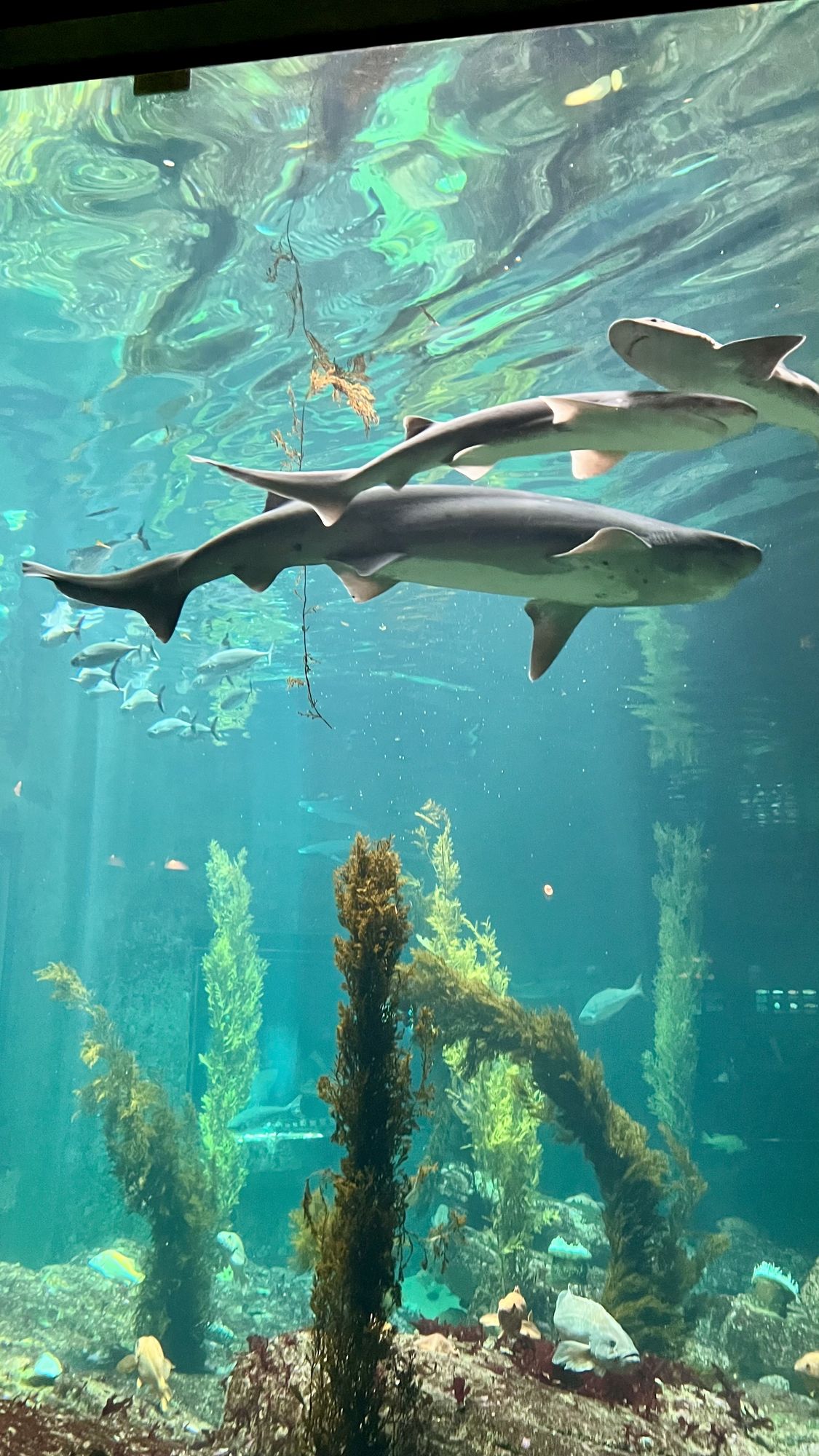 Sharks swimming above a kelp forest in a large aquarium tank.