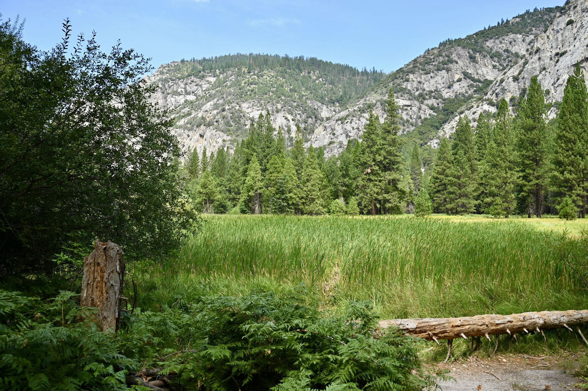 Zumwalt Meadow's tall green grass, framed by ferns, a fallen log and granite cliffs above the trees.