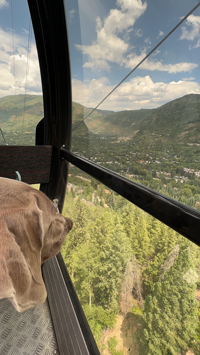 Dog looking out of the gondola glass window at mountain valley in Aspen at the Silver Queen gondola