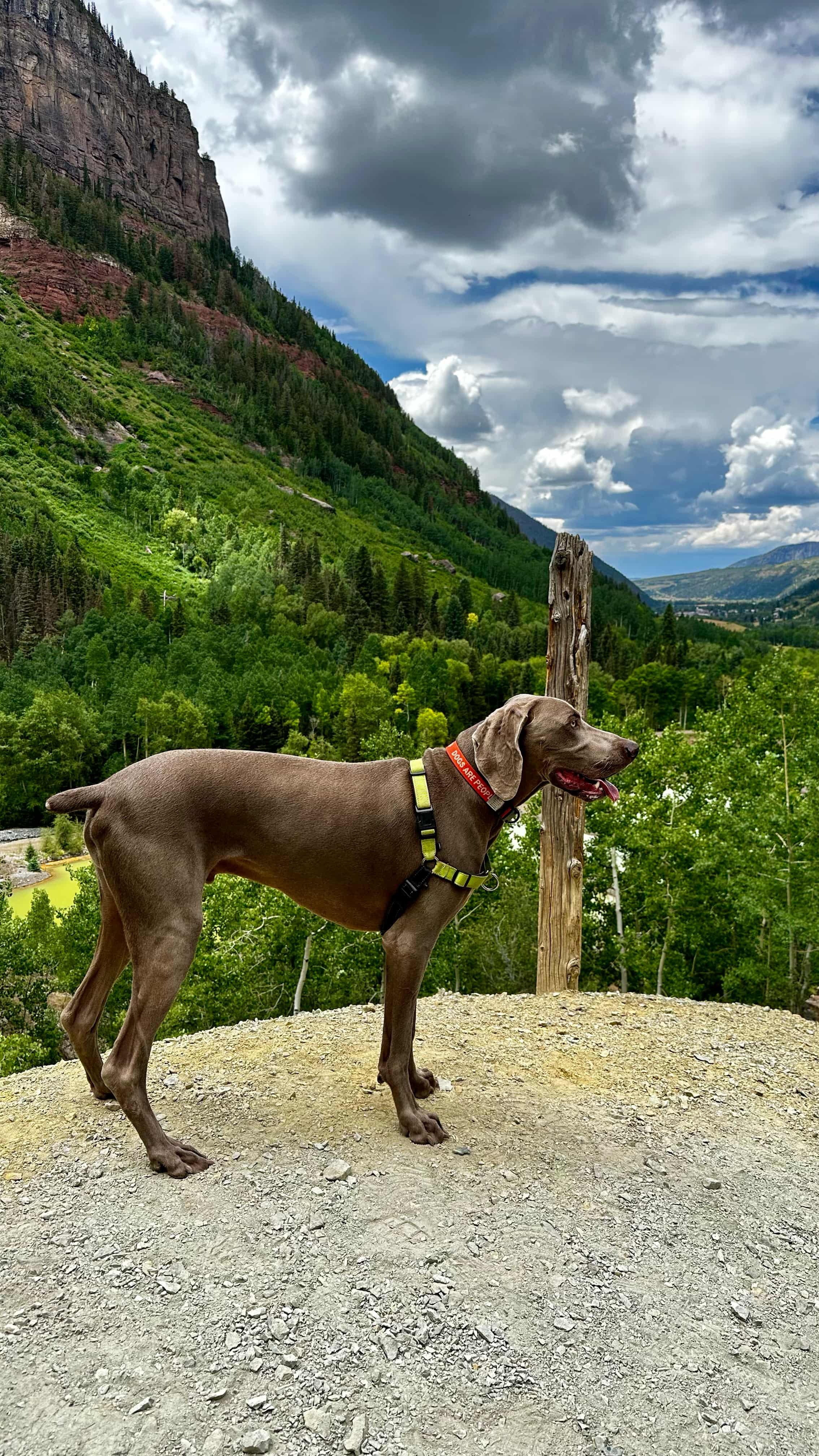 Pointer dog on a ledge on the Bridal veil falls trail