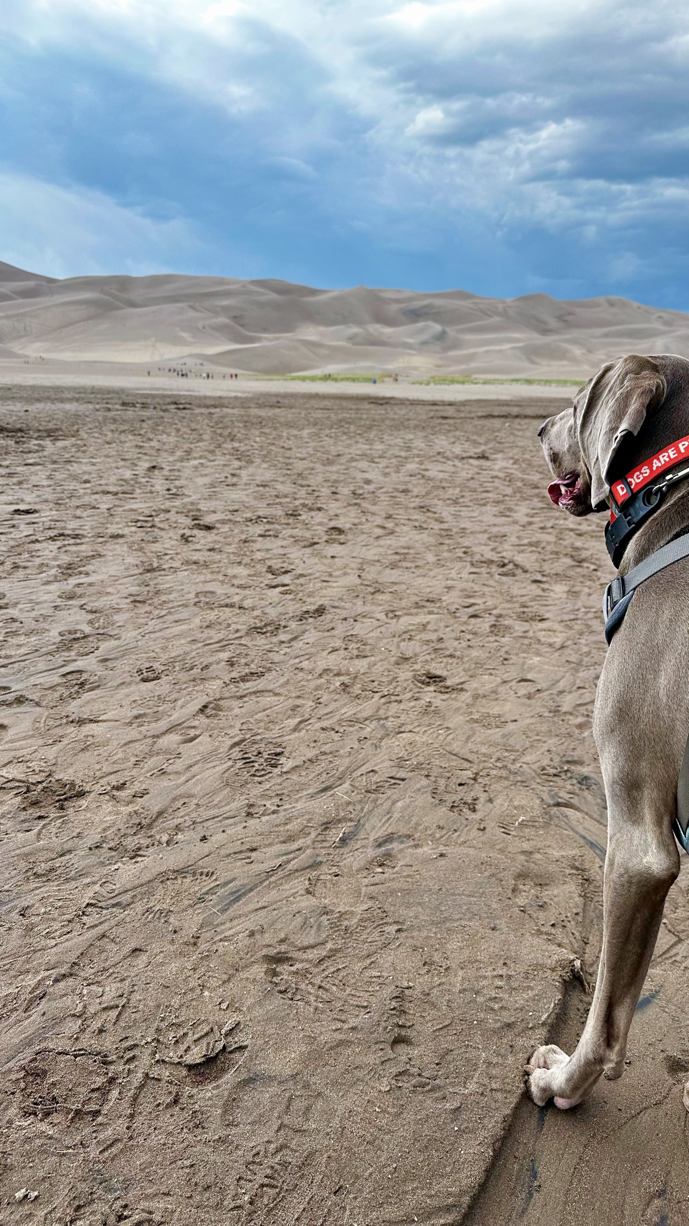 The dunes from the Medano creek parking lot