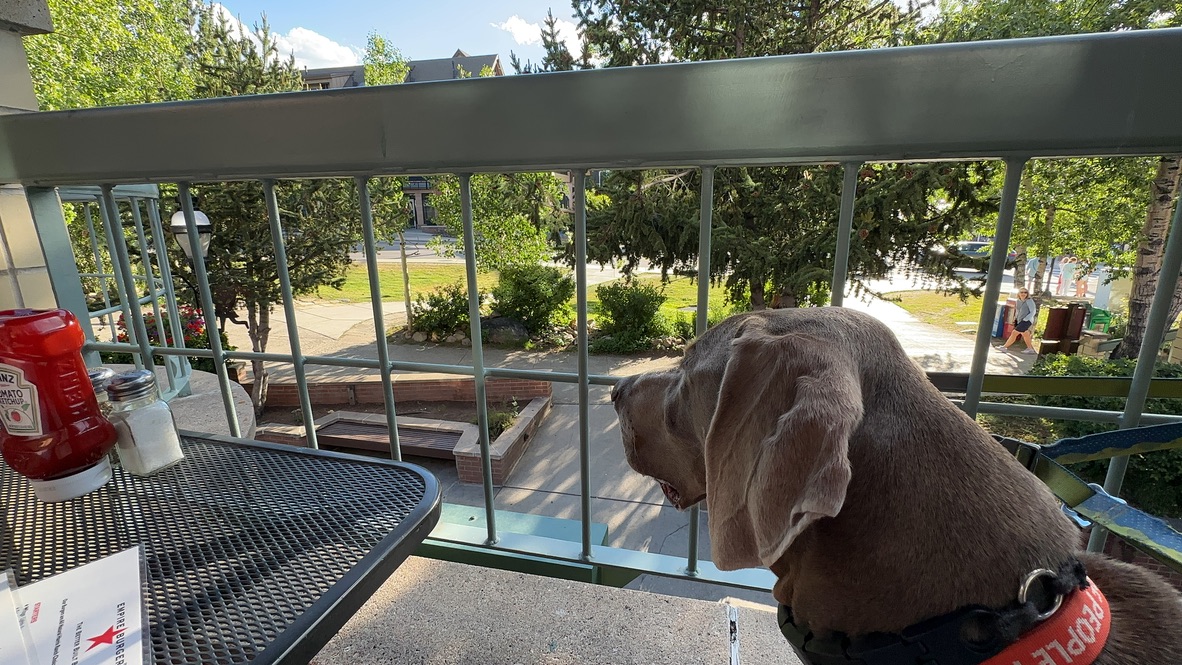 Dog on restaurant patio overlooking street