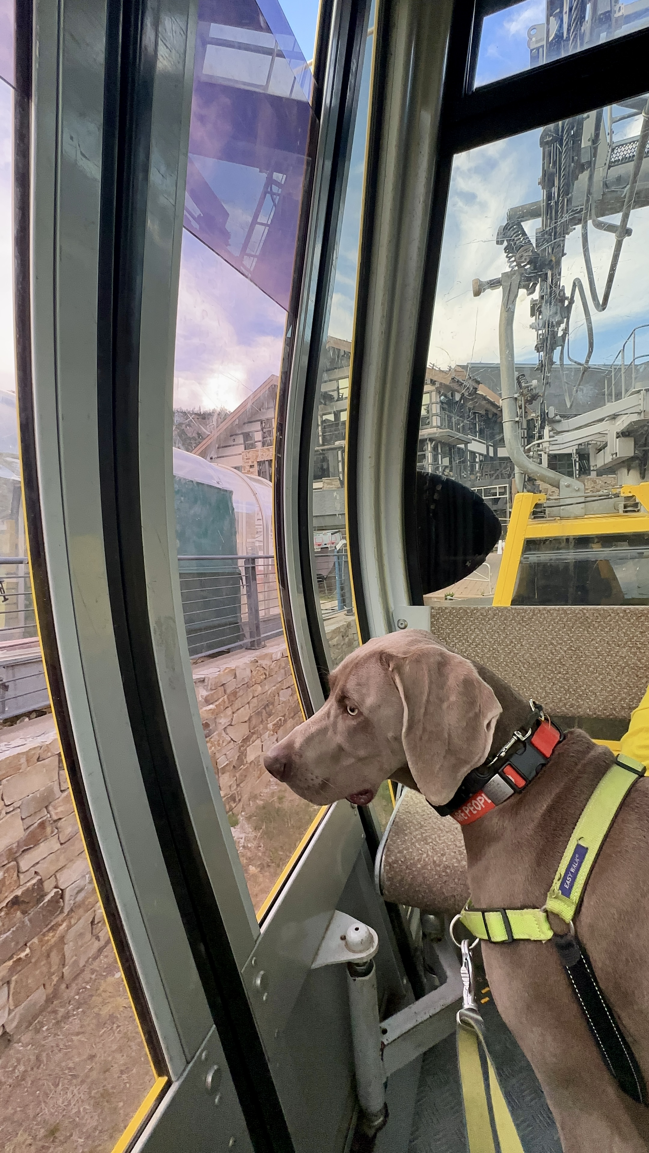 Dog on leash and harness inside Snomass village gondola looking outside the glass window