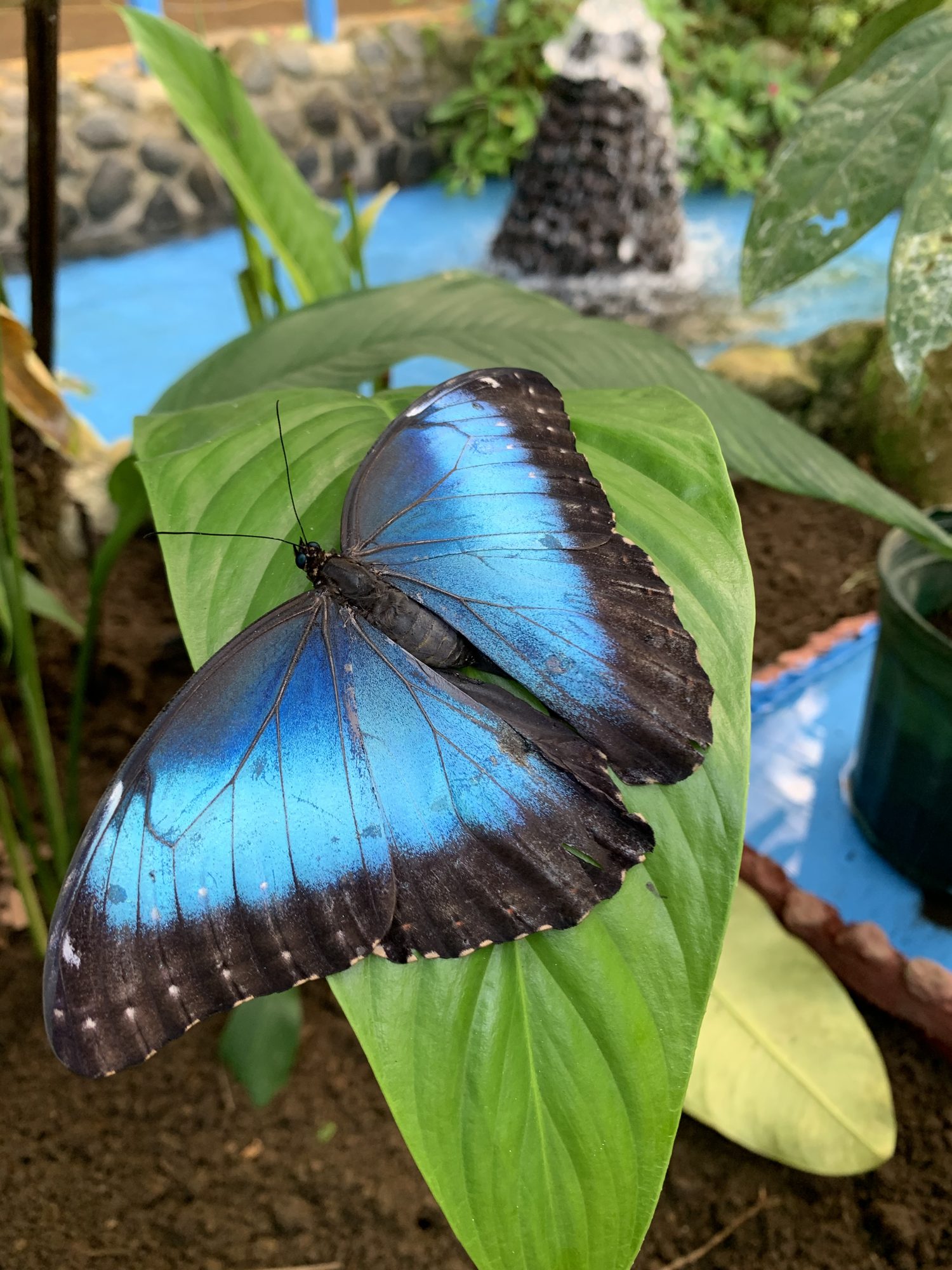 A bright blue morpho butterfly with its wings open on a leaf