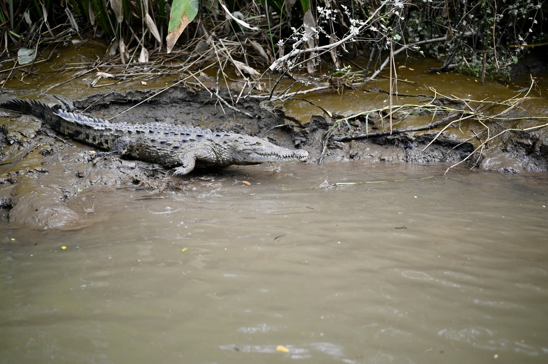 Crocodile jumping into the river at Palo Verde National Park