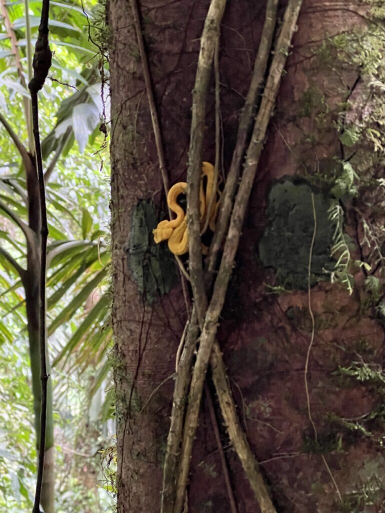 A small yellow eyelash viper on a tree trunk