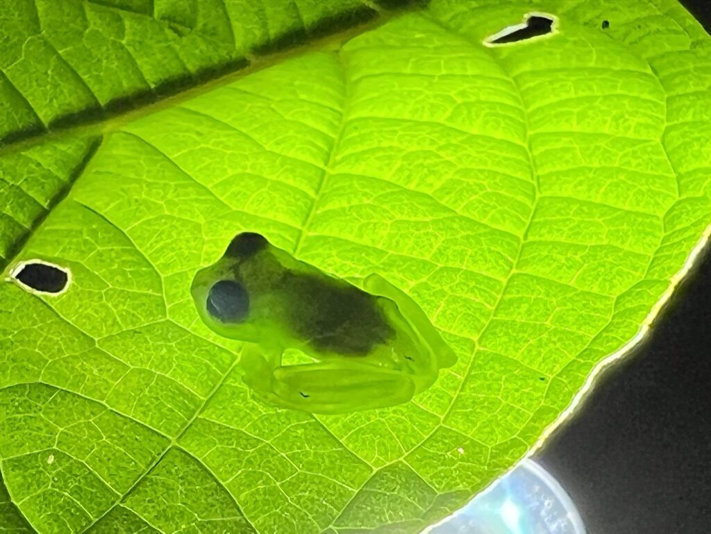A see-through glass frog on a backlit leaf