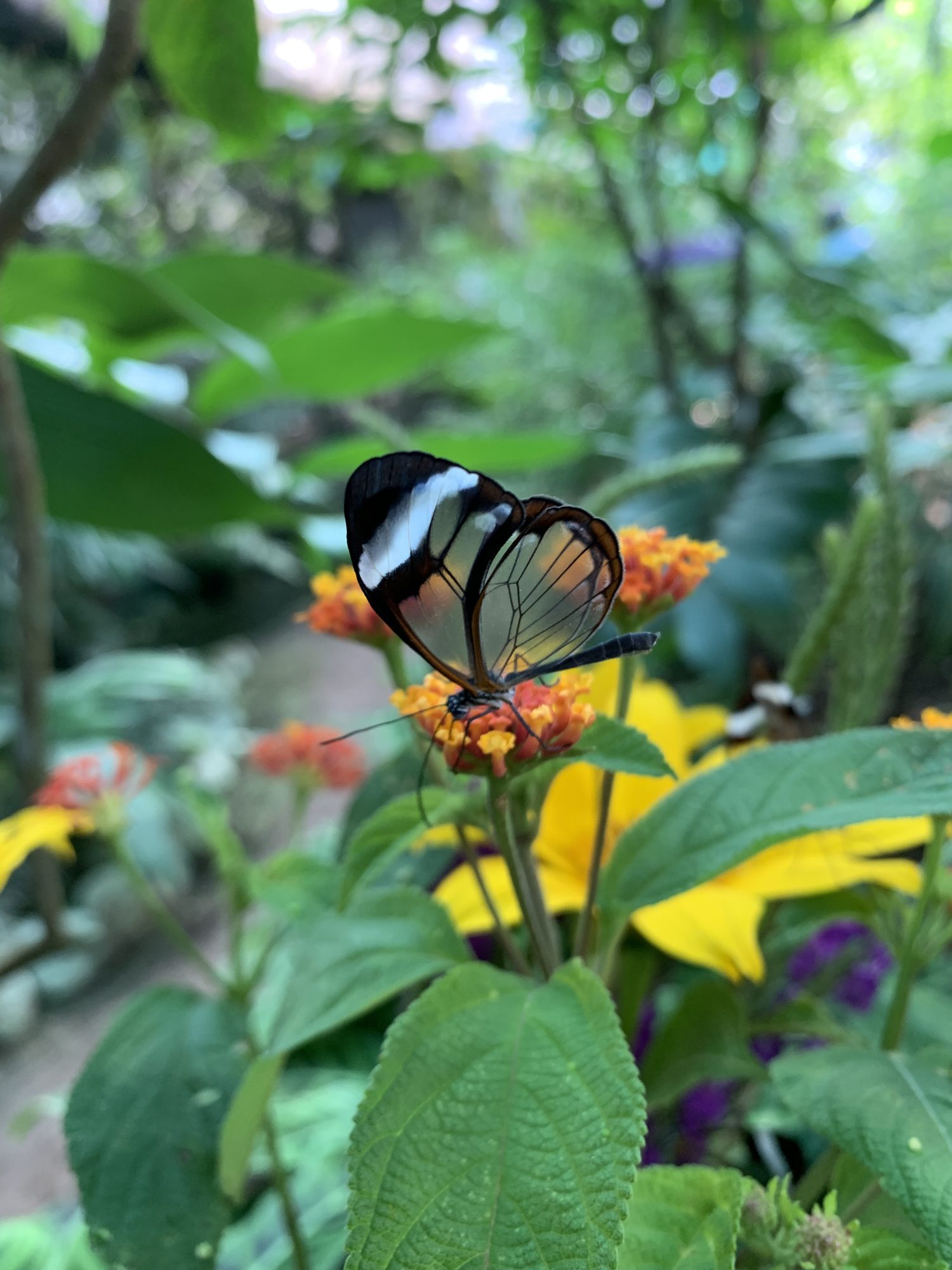 A glasswing butterfly with see-through wings on an orange flower