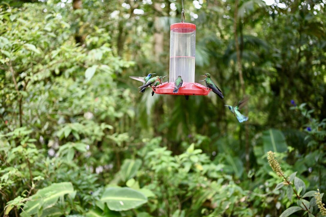 Hummingbirds around a red feeder in the forest