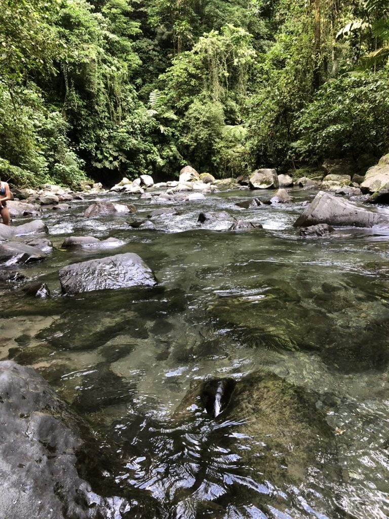 A rocky river flowing through dense rainforest