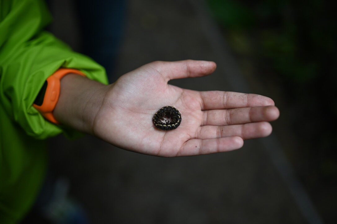 A curled-up millipede in the palm of a hand