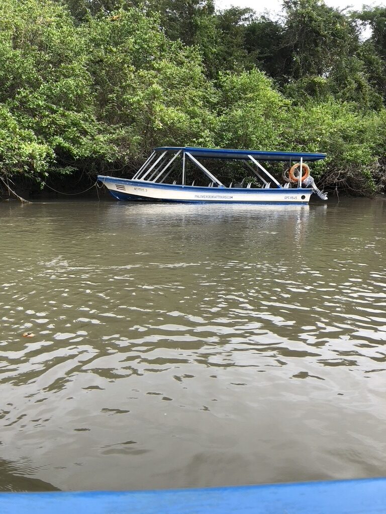 A small tour boat on the brown river, with trees along the bank