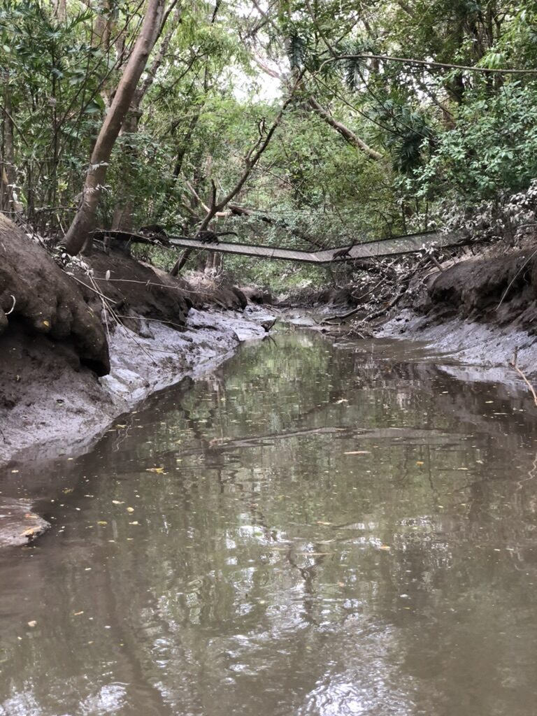A narrow muddy creek running into the river under the trees