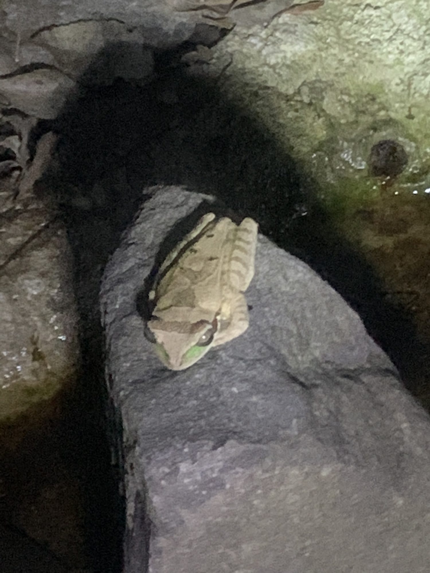 A brown frog sitting on a rock in a dim tank