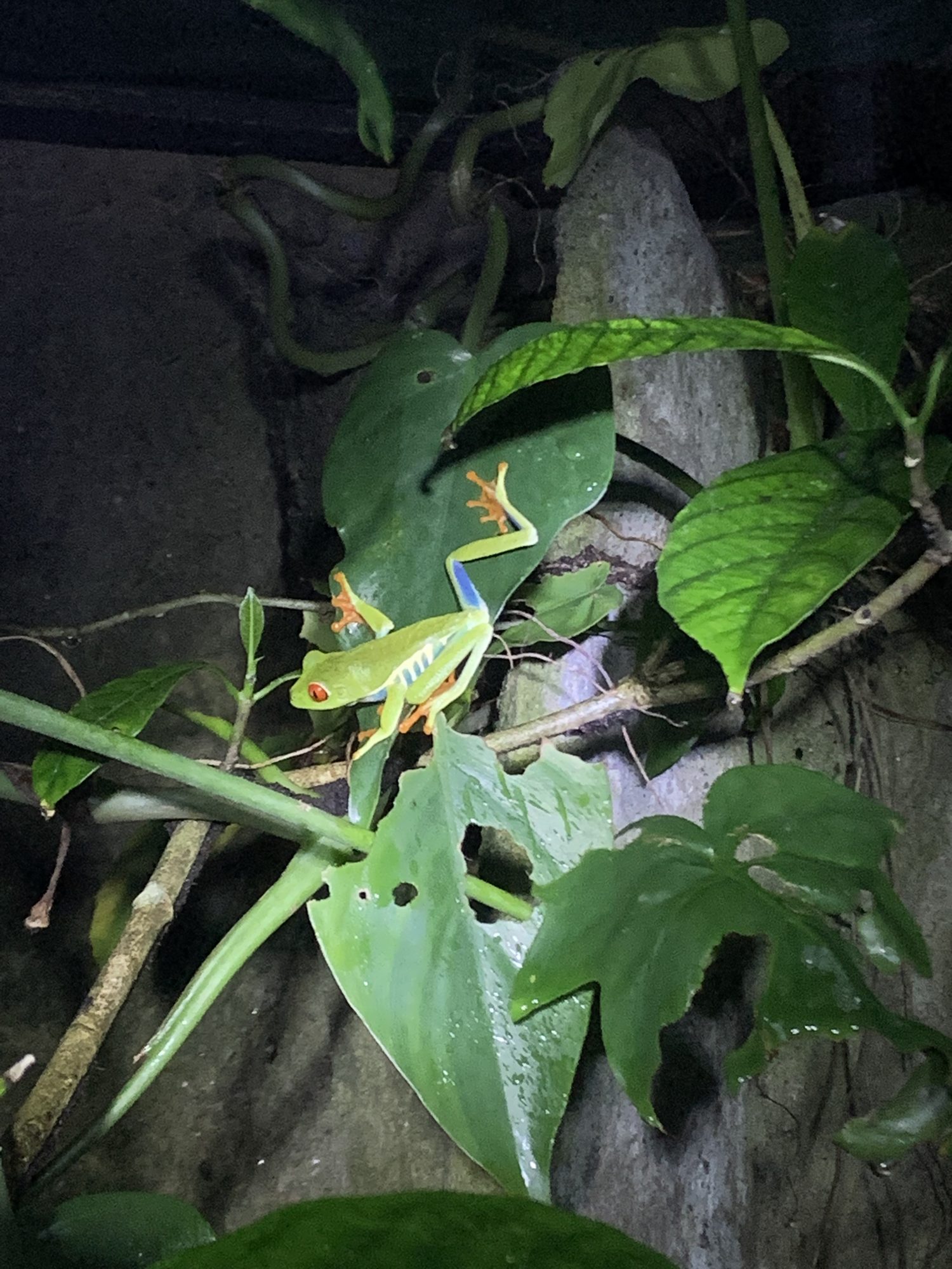 A red-eyed tree frog among leaves at night