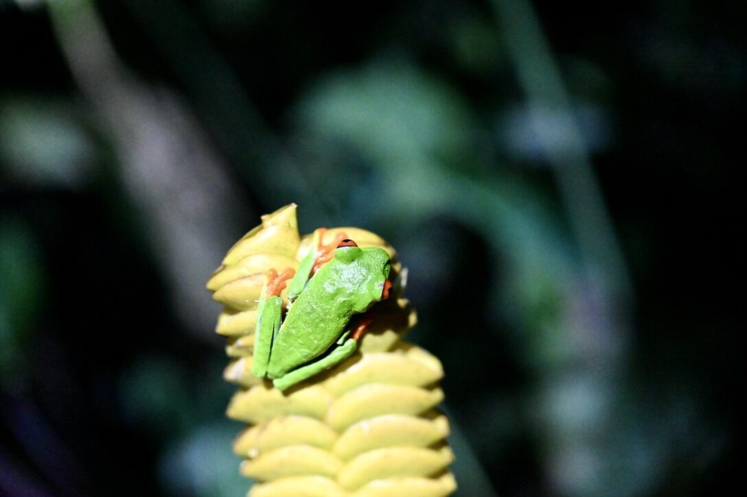 A red-eyed tree frog clinging to a yellow flower spike