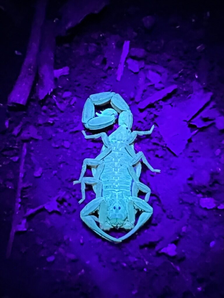 A scorpion glowing bright blue under a black light