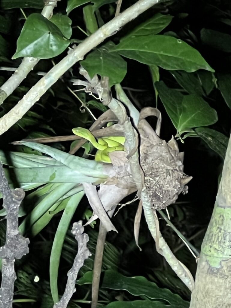 A snake coiled among leaves in the tree canopy at night