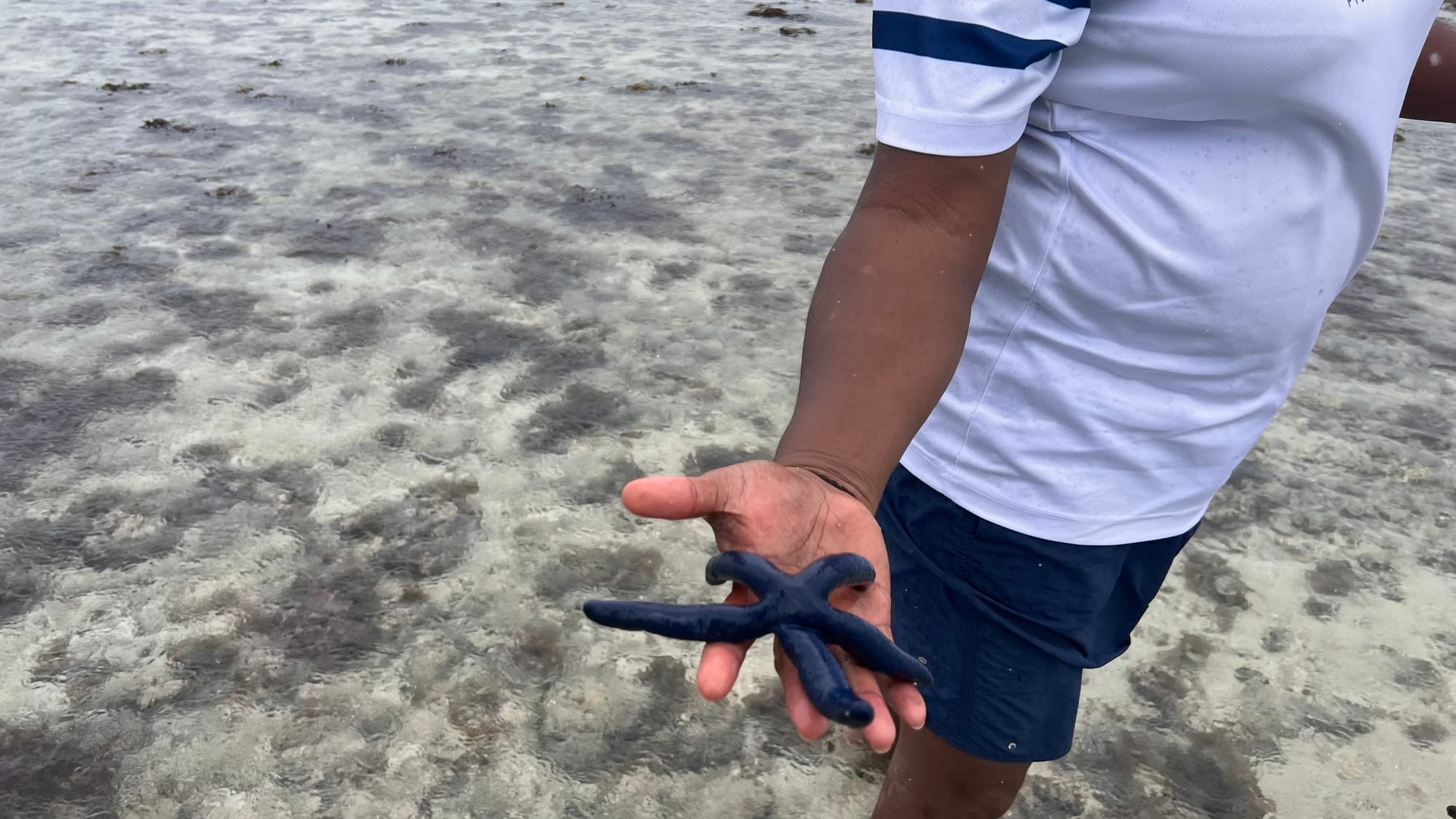 A guide’s open hand holding a bright blue sea star over the shallow, sandy tide flats.