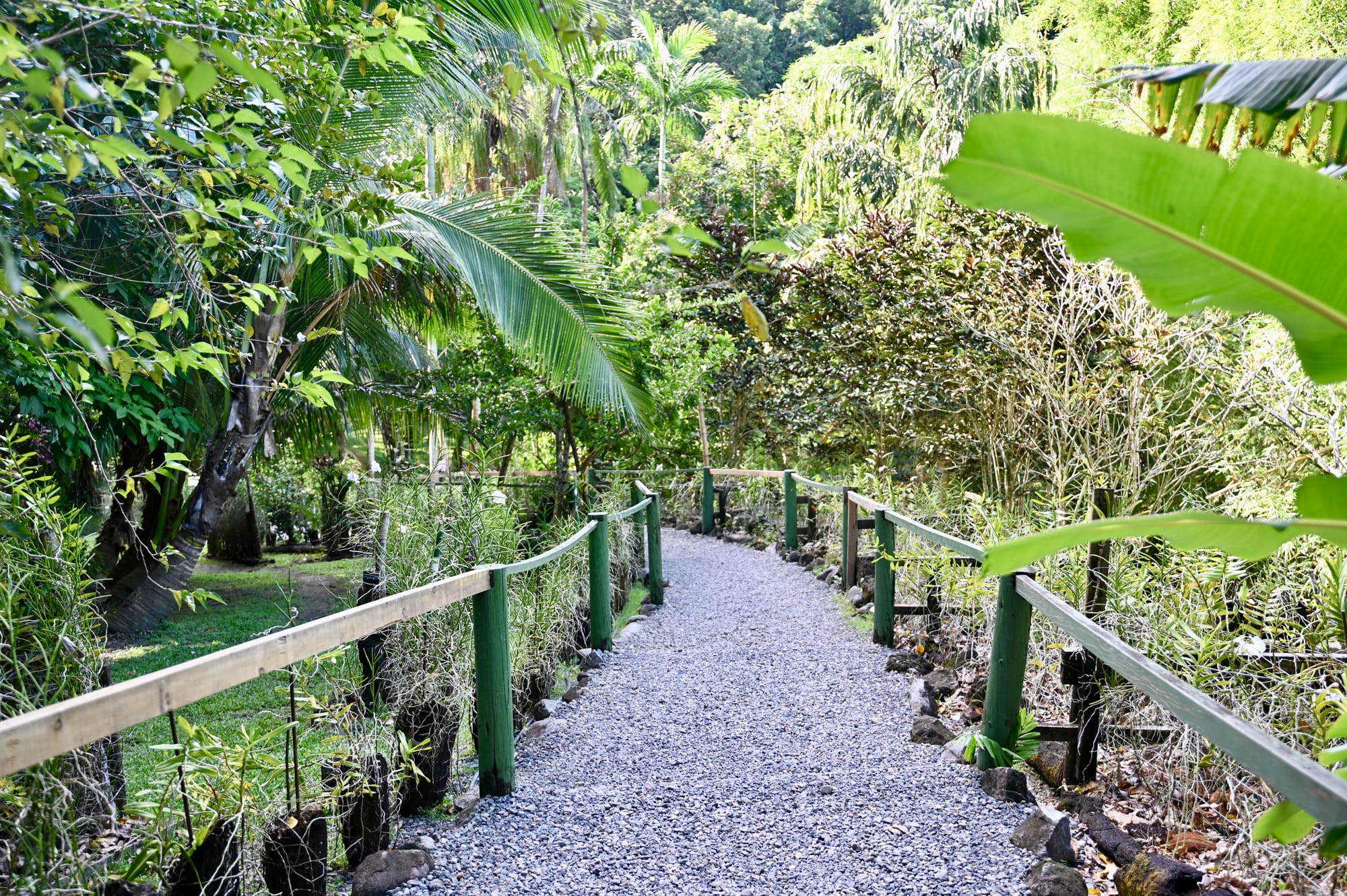 A gravel path lined with green wooden railings curving through palms, ferns and dense tropical plants.