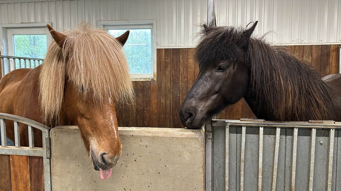 horses in fridheimar stables