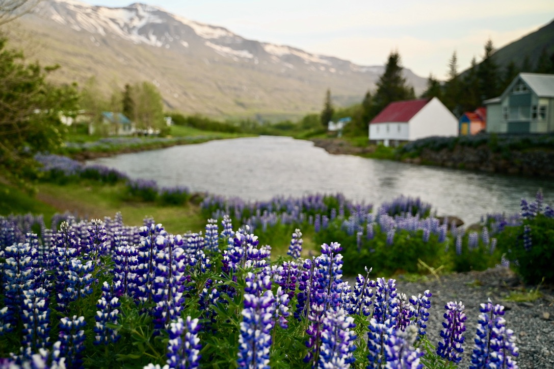 Seyðisfjörður near the river with lupines in bloom