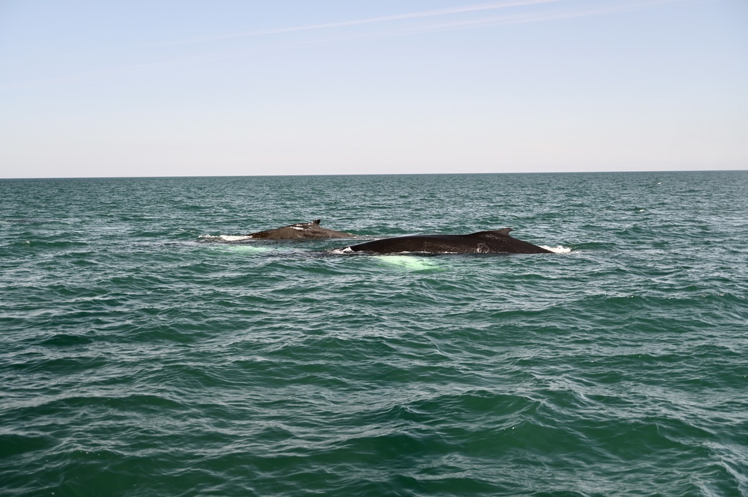 Whale watching from Husavik Harbor with North Sailing