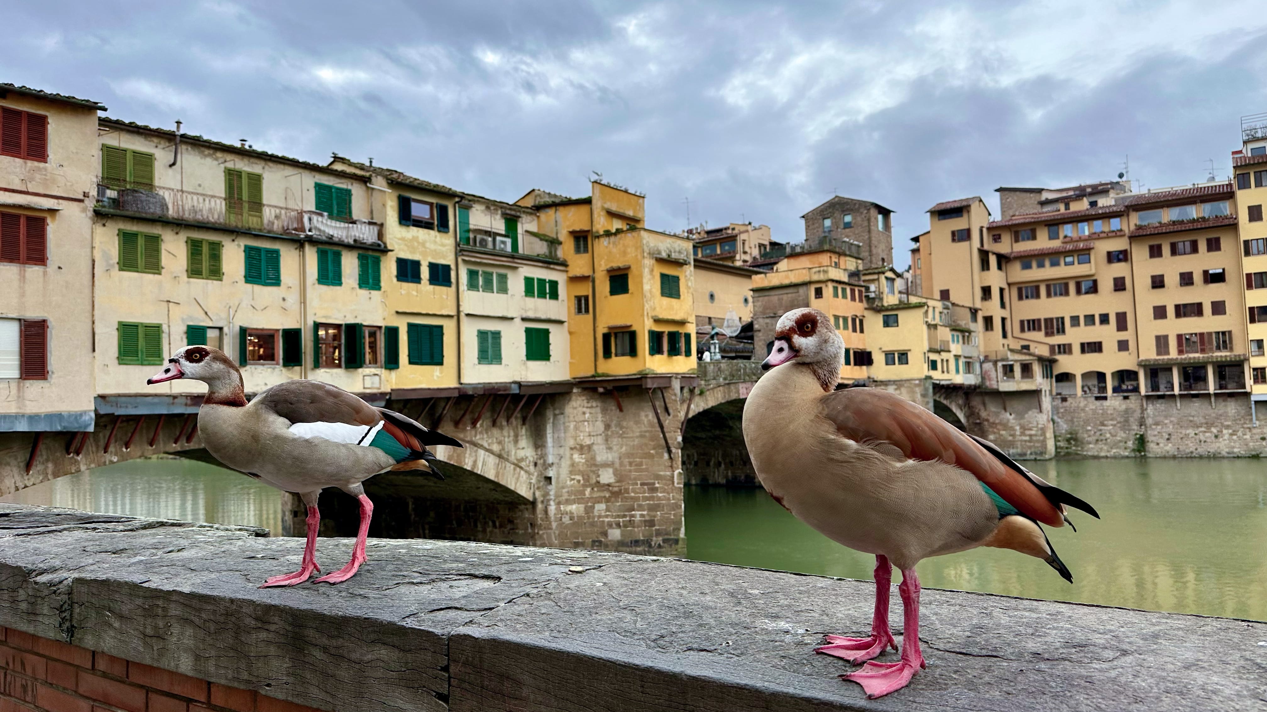 The birds at the Pete Vecchio bridge