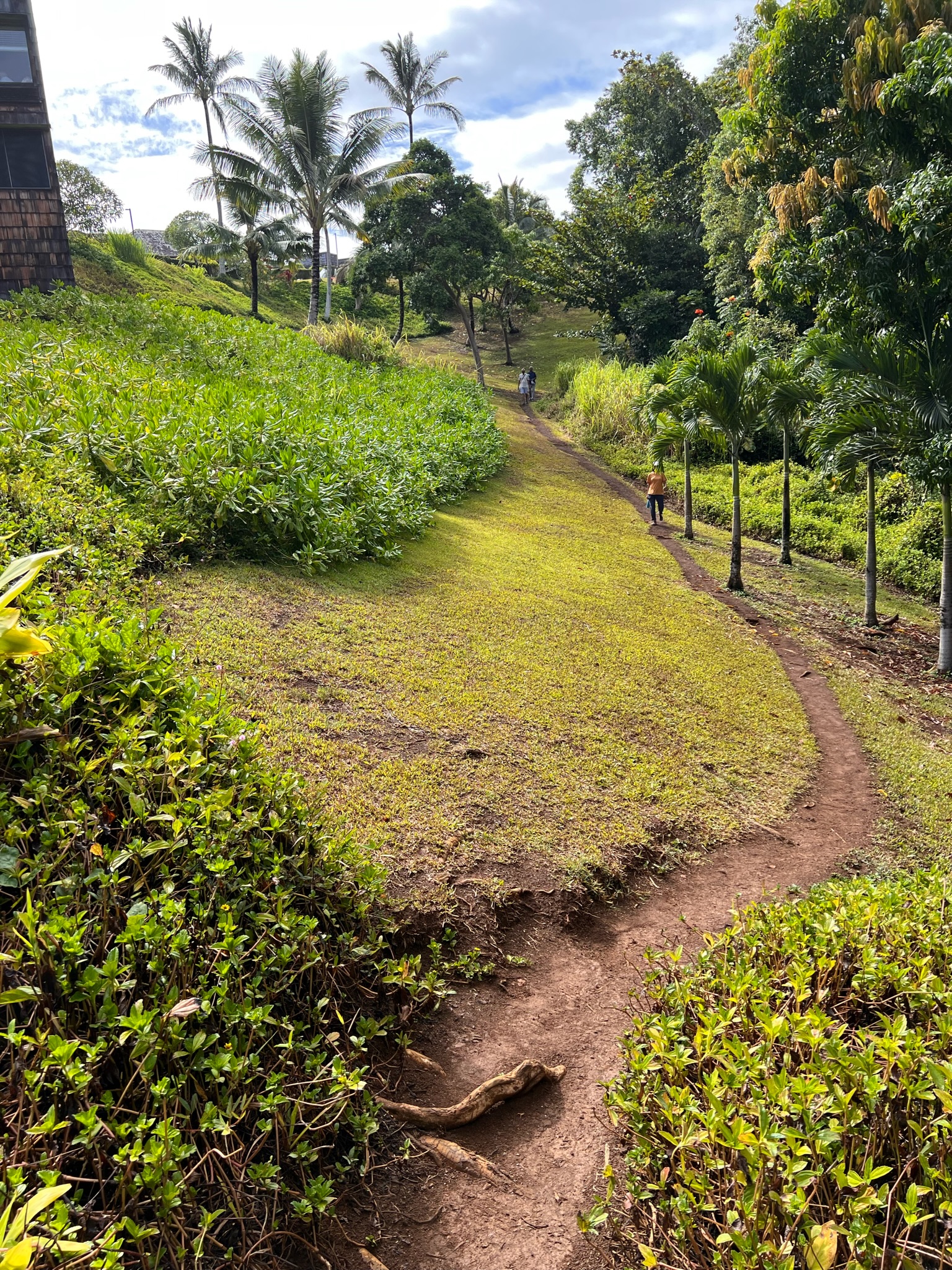 Tropical jungle hike path surrounded by beach vegetation and a condo building on the side