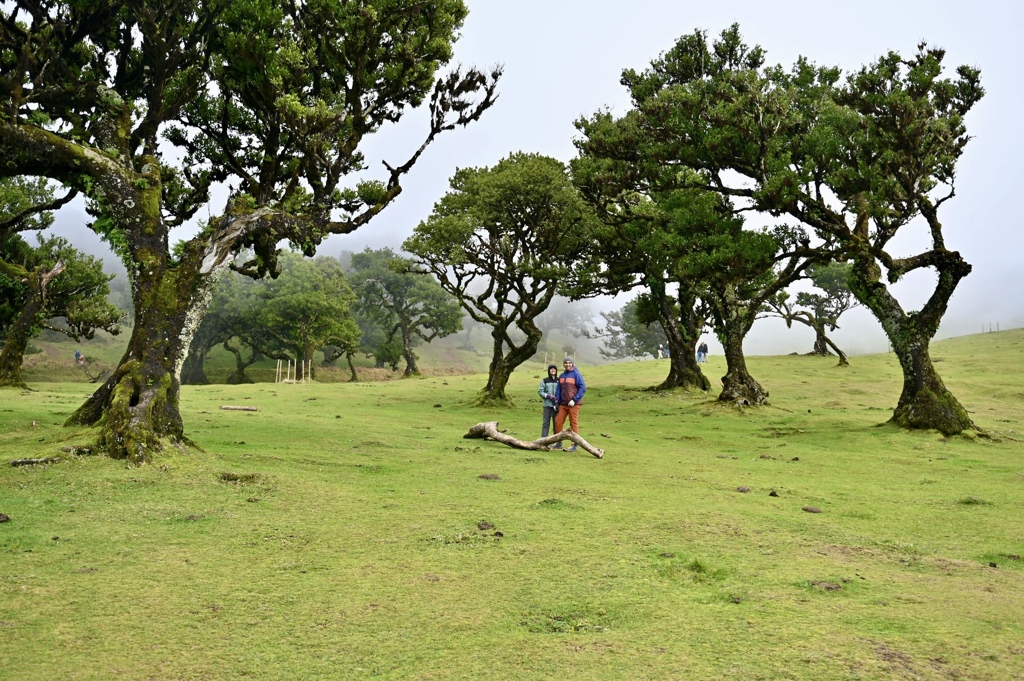 Two small figures standing in a wide grassy clearing among twisted laurel trees, with fog behind.
