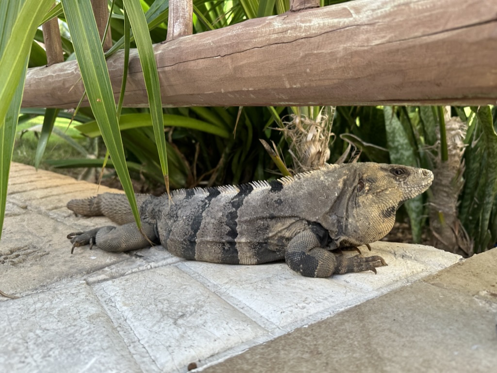 Iguana resting on stone under a walkway railing in a resort