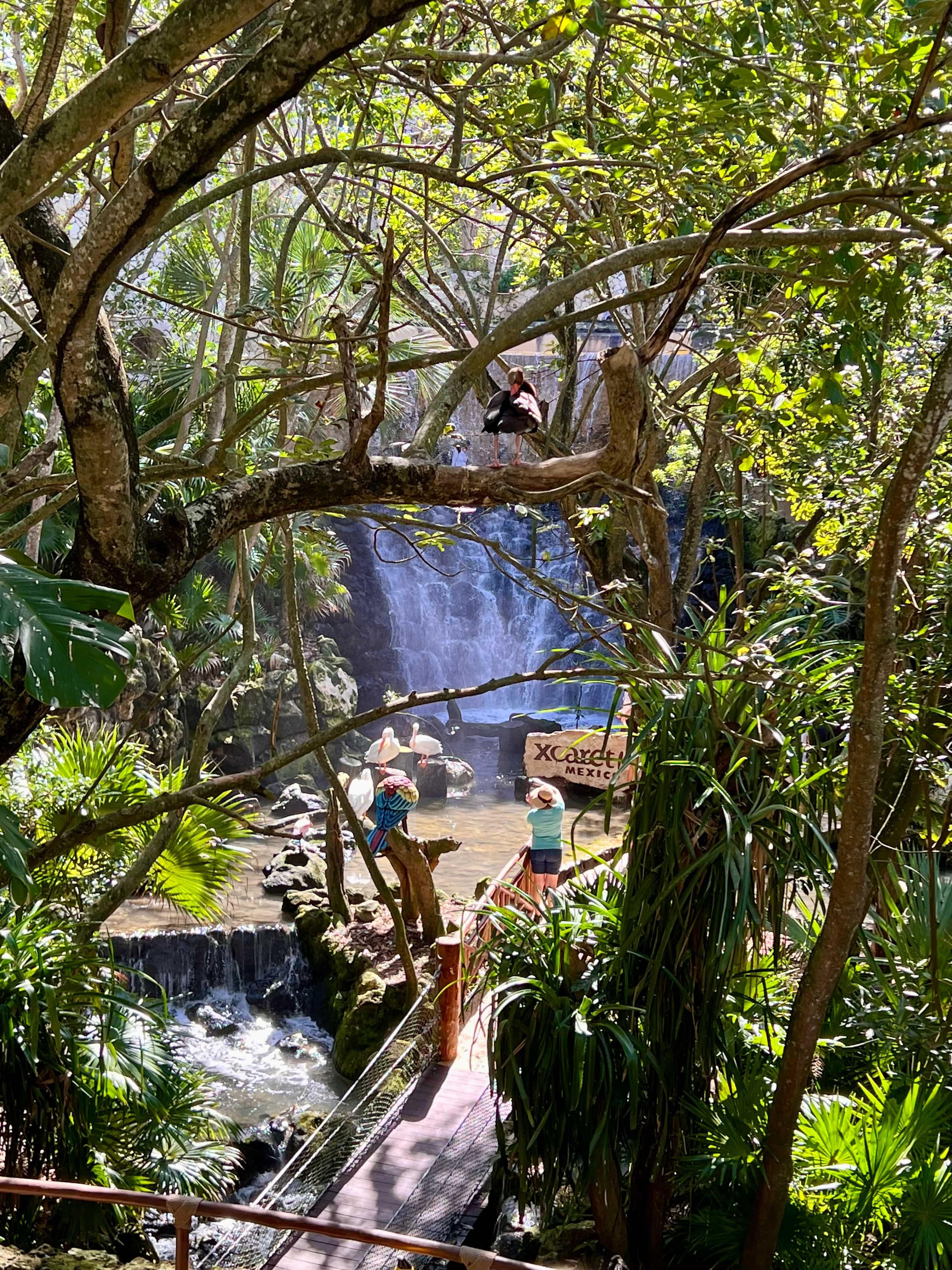 Tropical aviary with waterfall in background and birds in trees with walkway in the foreground