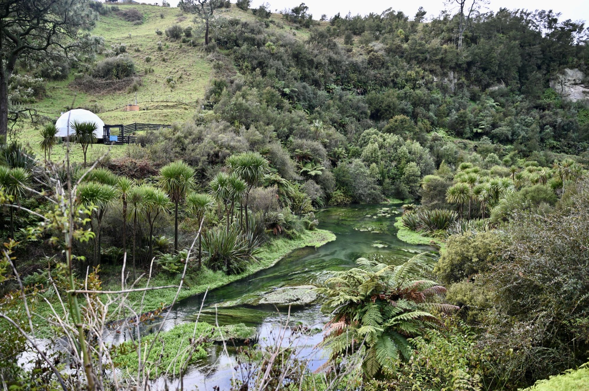 A clear, green-tinted stream winding through a valley of ferns, cabbage trees and bush.