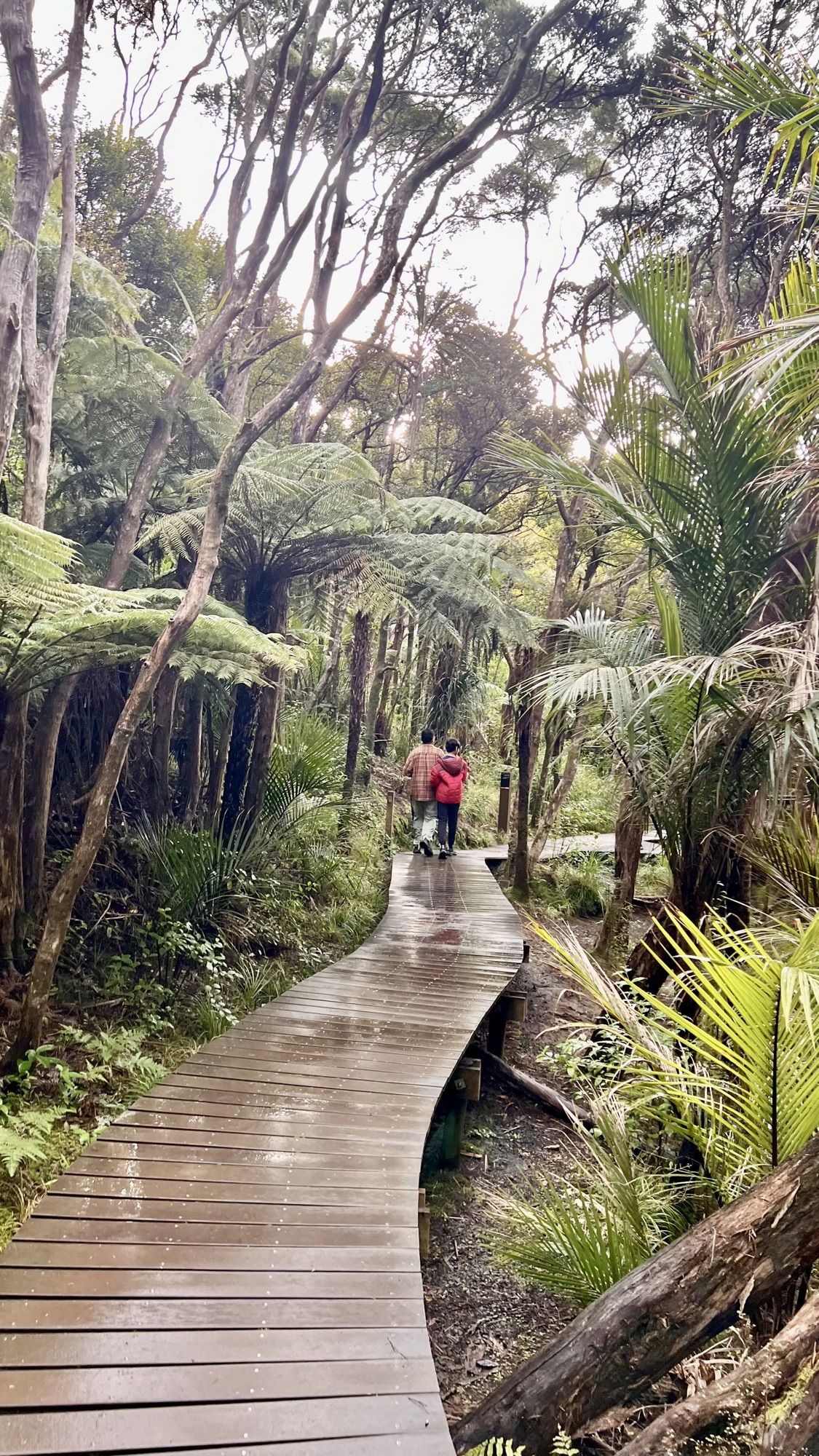 A wet wooden boardwalk winding through tall tree ferns and native rainforest.