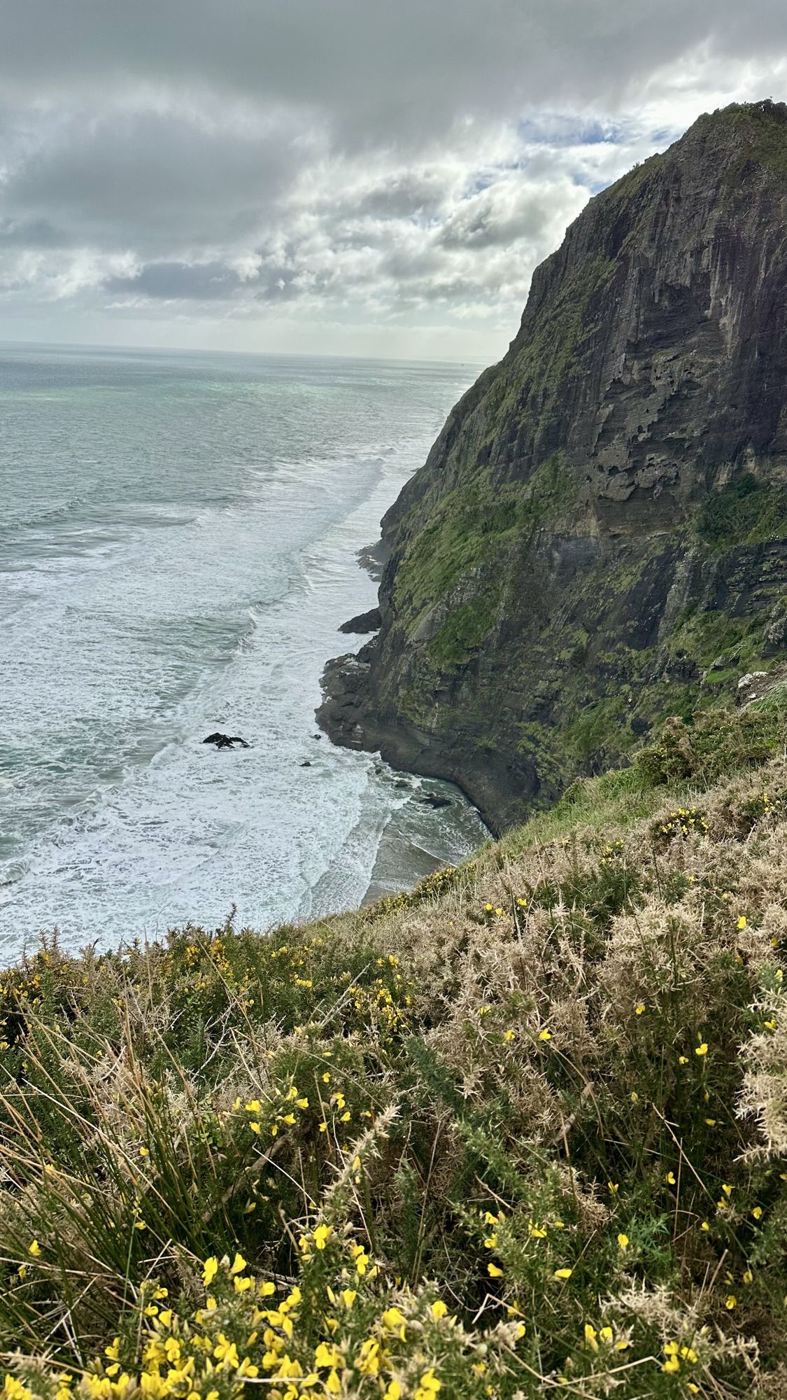 A steep, bush-covered cliff dropping into the surf, with yellow gorse flowers in the foreground.
