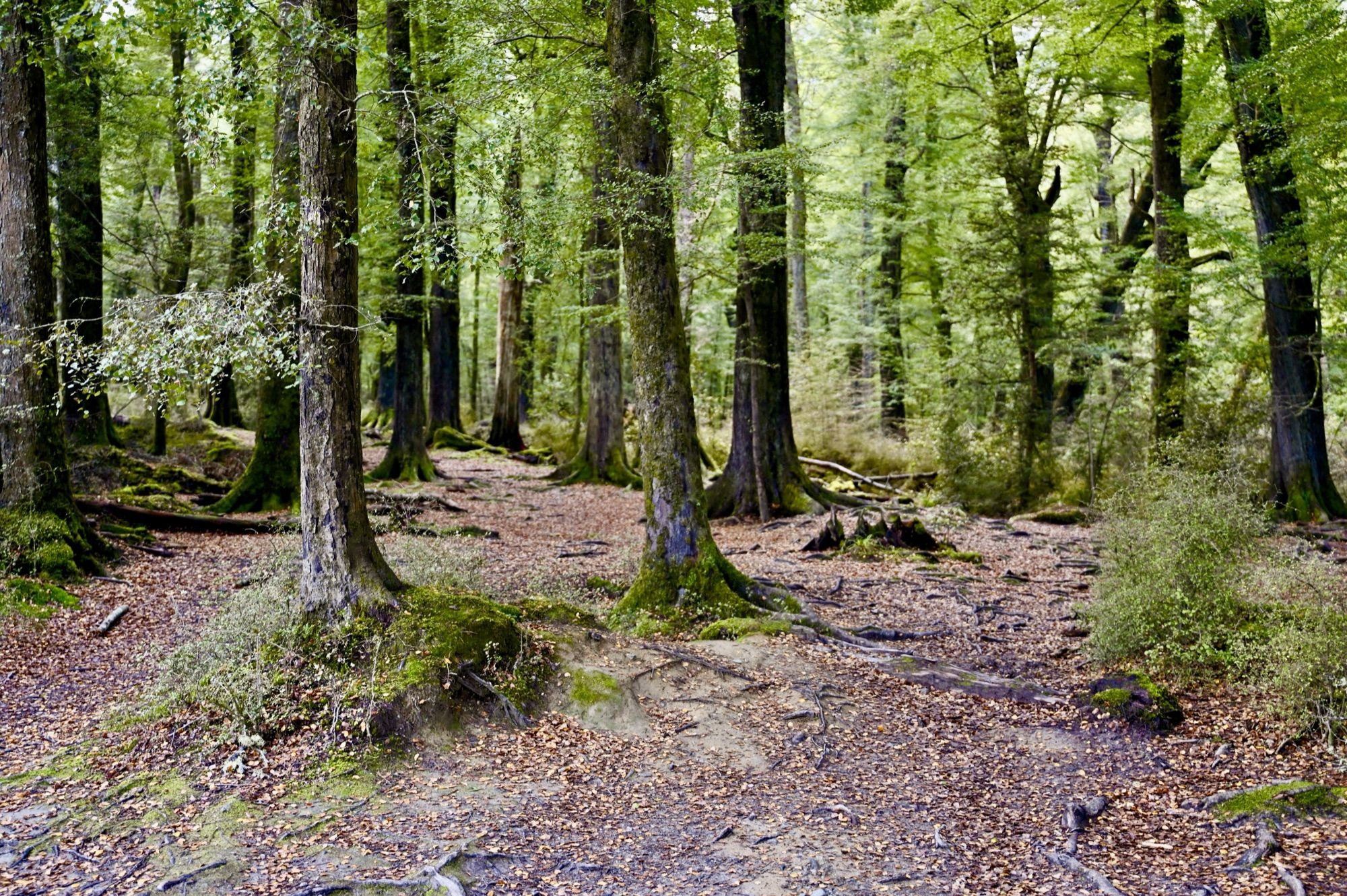 A sunlit beech forest with mossy trunks and a carpet of fallen leaves.