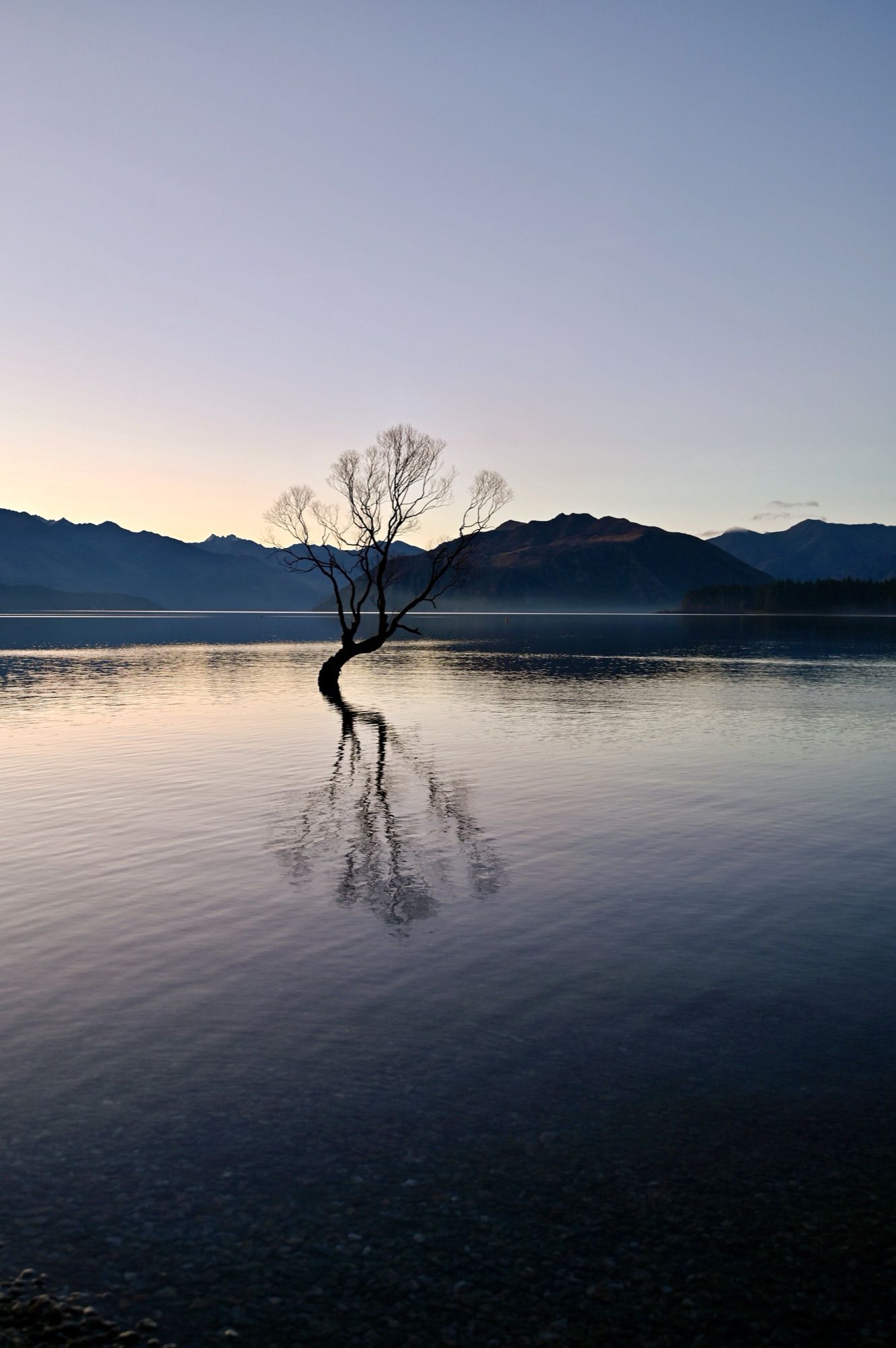The lone willow known as That Wanaka Tree growing out of still water, silhouetted against a soft dusk sky.