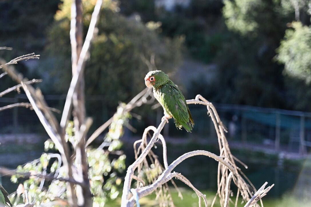 A green parrot perched on a bare branch